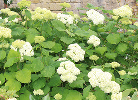 Hydrangea arborescens