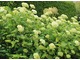 Hydrangea arborescens