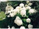 Hydrangea arborescens "Annabelle" pięknie i długo kwitnie oryginalnymi, kulistymi kwiatostanami w kolorze białym