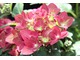 Hydrangea macrophylla "Green Shadow" - nisko rosnąca, o zwartym pokroju, obficie kwitnąca, kolor ciemnoczerwony. Mniej przydatna jako roślina ogrodowa, ale bardzo miła na taras.