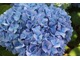 Hydrangea macrophylla "All Summer Beauty" - kwitnie każdego roku zarówno na pędach starych jak i nowych, sensacyjna odmiana na mieszane żywopłoty i do sadzenia w grupach