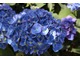 Hydrangea macrophylla "Enziandom" - ma kompaktowy pokrój, granatowe kwiaty na glebach kwaśnych i miedziane liście, gdy się przebarwiają jesienią. Jej kwiaty są idealne do cięcia.