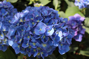 Hydrangea macrophylla "Enziandom" - ma kompaktowy pokrój, granatowe kwiaty na glebach kwaśnych i miedziane liście, gdy się przebarwiają jesienią. Jej kwiaty są idealne do cięcia.