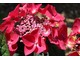 Hydrangea macrophylla "Geoffrey Chadbund" - ma duże, jasnozielone liście i szerokie, płaskie kwiatostany - jasne w alkalicznej glebie i lub czerwono-fioletowe w kwaśnej