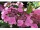 Hydrangea macrophylla "Klaveren" - pełen wigoru, zwarty krzew z liliowo-różowymi kwiatami, dobry do pojemników