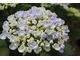 Hydrangea macrophylla "Ayesha" - o niezwykle pięknych kwiatach przypominających popcorn