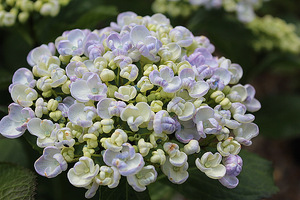 Hydrangea macrophylla "Ayesha" - o niezwykle pięknych kwiatach przypominających popcorn