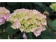 Hydrangea macrophylla "Sindarella" 