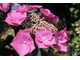 Hydrangea macrophylla "Fasan" - wyjątkowy, średniej wielkości krzew o spłaszczonych, lśniących różowo - czerwonych kwiatostanach