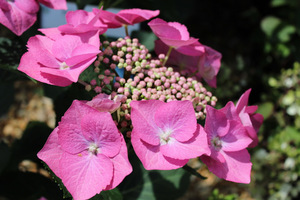 Hydrangea macrophylla "Fasan" - wyjątkowy, średniej wielkości krzew o spłaszczonych, lśniących różowo - czerwonych kwiatostanach