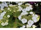 Hydrangea macrophylla "Bachstelze" ma czysto białe kwiaty z różowym lub niebieskim środkiem (niebieski na glebach kwaśnych),  nazwa oznacza "pliszka"