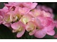 Hydrangea macrophylla Beautensia "Papillon" - nowość 2011 na zewnątrz i do wewnątrz. Jej kwiaty naprawdę wyróżniają się w tłumie i przyciągną wzrok w każdym salonie 