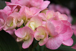 Hydrangea macrophylla Beautensia "Papillon" - nowość 2011 na zewnątrz i do wewnątrz. Jej kwiaty naprawdę wyróżniają się w tłumie i przyciągną wzrok w każdym salonie 