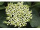 Hydrangea macrophylla "Berlin Bleu"