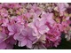 Hydrangea macrophylla "Romance" ma podwójne, różowe kwiaty