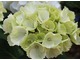 Hydrangea macrophylla "Schneeball" ma duże, pełne wdzięku, czysto białe kwiaty od lipca do września. Kiedy się starzeją zmieniają barwę na różne odcienie zieleni i różu