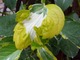 Hydrangea macrophylla "Tricolor" - wyróżnia się pięknie ubarwionymi liśćmi  