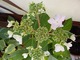 Hydrangea macrophylla "Tricolor" - różowe kwiaty