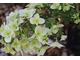 Hydrangea quercifolia "Snowflake" - ta odmiana hortensji dębolistnej posiada niezwykłe, podwójne kwiaty