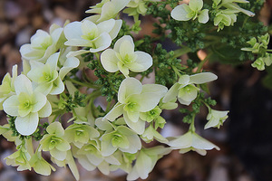 Hydrangea quercifolia "Snowflake" - ta odmiana hortensji dębolistnej posiada niezwykłe, podwójne kwiaty