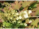 Hydrangea quercifolia ma stożkowate białe kwiatostany, różowiejące w czasie przekwitania, pojawiają się w lipcu i sierpniu