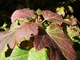 Hydrangea quercifolia - liście wczesną jesienią