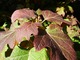 Hydrangea quercifolia - liście wczesną jesienią