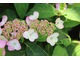 Hydrangea serrata "Miranda" - efektowna i wytrzymała