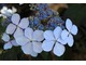Hydrangea serrata "Blue Bird"