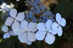 Hydrangea serrata "Blue Bird"