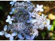 Hydrangea serrata "Tiara" - roślina do miejsc osłoniętych od zimnych wiatrów