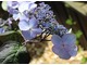 Hydrangea serrata "Shojo" ma kwiaty pełne wdzięku
