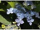 Hydrangea serrata