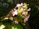 Hortensja dębolistna - przebarwiający się kwiatostan