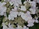 Hydrangea macrophylla "Love You Kiss" - nie tylko jej nazwa przyciąga. Każdy płatek ma czerwony margines, bardziej intensywny przy większym nasłonecznieniu