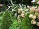 Hortensje w angielskim ogrodzie w towarzystwię Phormium i bukszpanowych stożków