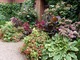 Hortensje w donicach w towarzystwie innych różnorodnych roślin kwitnących (begonie, tytonie)  i ozdobnych z liści (pacioreczniki, hosty i koleusy)