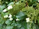 Hydrangea petiolaris (hortensja pnąca)