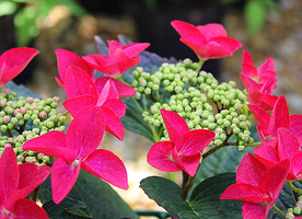 Hydrangea macrophylla "Rotschwanz"