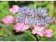 Hydrangea serrata "Beni - Gaku" jest chętnie uprawiana ze względu na piękno trójkolorowych kwiatów i niezawodność kwitnienia