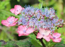 Hydrangea serrata "Beni - Gaku" jest chętnie uprawiana ze względu na piękno trójkolorowych kwiatów i niezawodność kwitnienia