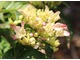 Hydrangea macrophylla "Pia"