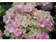 Hydrangea macrophylla "Romance"