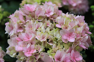 Hydrangea macrophylla "Romance"