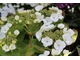 Hydrangea macrophylla "Bachstelze"