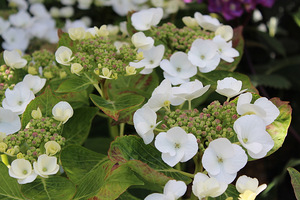 Hydrangea macrophylla "Bachstelze"