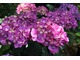 Hydrangea macrophylla "Oregon Pride"