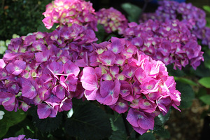 Hydrangea macrophylla "Oregon Pride"