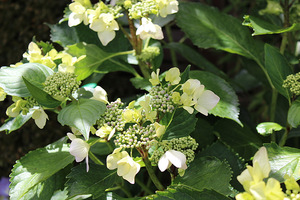 Hydrangea macrpphylla "Beaute Vendomoise"