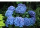 Hydrangea macrophylla w donicy obok żółtej hosty